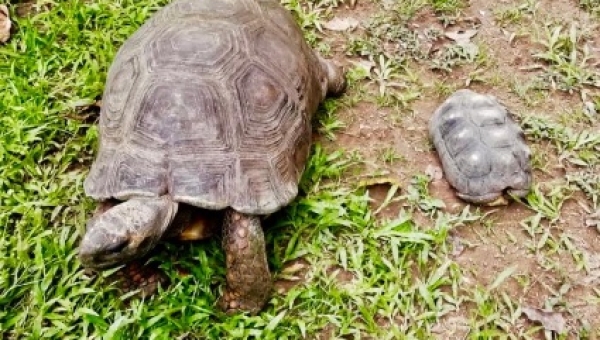 Cortolima reubica tortuga de gran tamaño