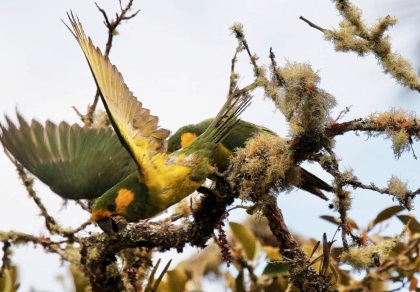 ¿Sabe usted cuantas rutas de aviturismo tiene el Tolima?