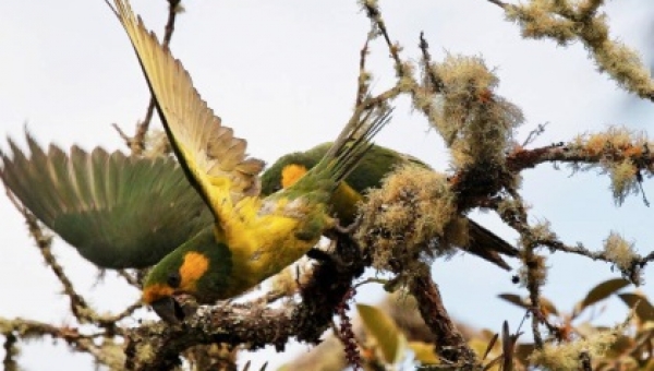 ¿Sabe usted cuantas rutas de aviturismo tiene el Tolima?