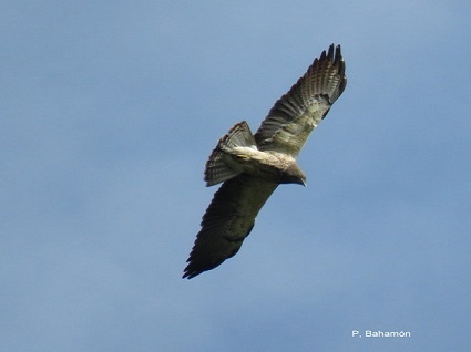 En el 2019 las Águilas Cuaresmeras regresan en paz a casa