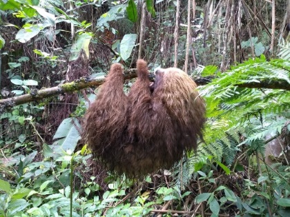 Perezoso volverá a su hábitat