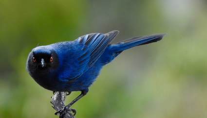 El Tolima ya tiene listas 75 rutas de avistamiento de aves para el Global Big Day