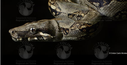 Cortolima sigue retornando Fauna a su hábitat