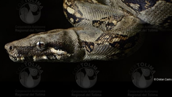 Cortolima sigue retornando Fauna a su hábitat