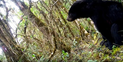 El Tolima territorio del Oso de Anteojos