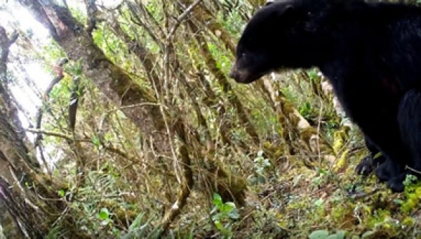 El Tolima territorio del Oso de Anteojos