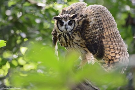 Cortolima libera y reubica fauna silvestre nativa
