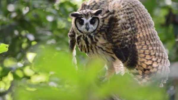 Cortolima libera y reubica fauna silvestre nativa