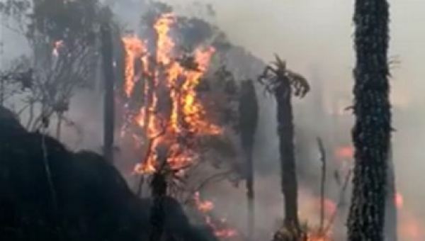 Cortolima le hace frente al incendio reportado en la zona del “Palomar” del municipio de Anzoátegui