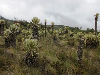 El complejo de Chilí Barragán un ecosistema protegido