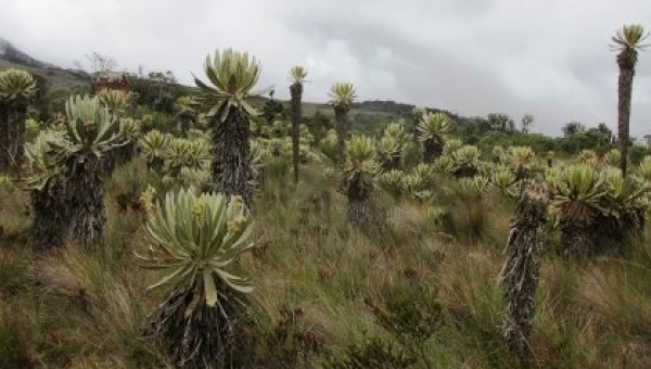El complejo de Chilí Barragán un ecosistema protegido