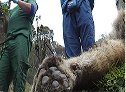 En circunstancias sin establecer hallan puma muerto en Villahermosa