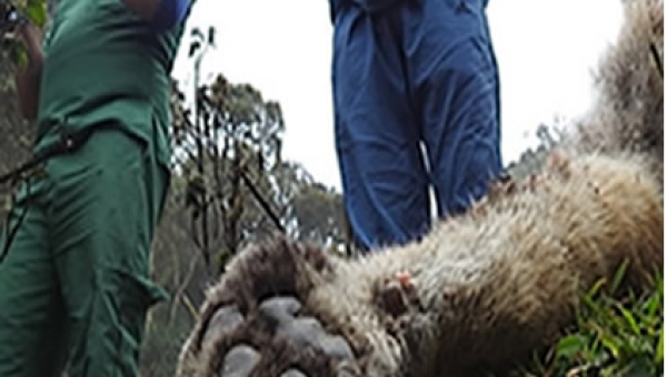 En circunstancias sin establecer hallan puma muerto en Villahermosa