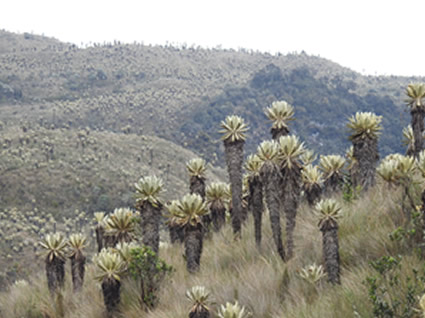 El páramo de Anaime - Chilí" deberá ser compensado