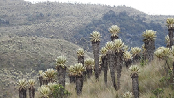El páramo de Anaime - Chilí" deberá ser compensado
