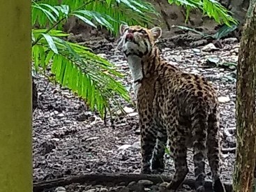 Animales de fauna silvestre que habían sido rescatados o entregados voluntariamente a Cortolima, encuentran un nuevo lugar para vivir.