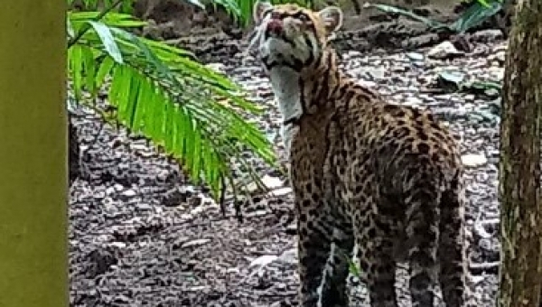 Animales de fauna silvestre que habían sido rescatados o entregados voluntariamente a Cortolima, encuentran un nuevo lugar para vivir.