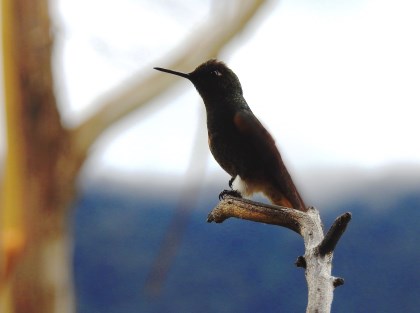 Las aves del Tolima, un potencial por descubrir