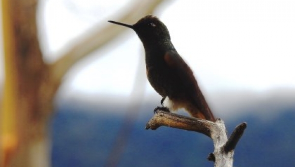 Las aves del Tolima, un potencial por descubrir