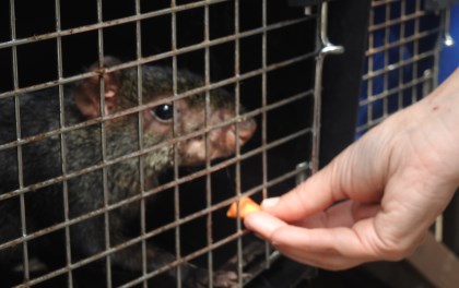 Del cautiverio a ejemplo en educación ambiental