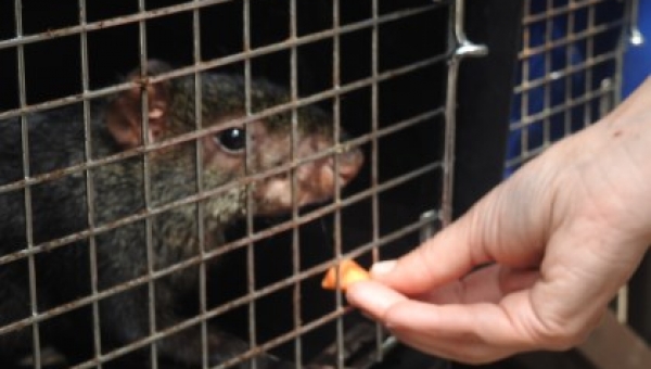 Del cautiverio a ejemplo en educación ambiental