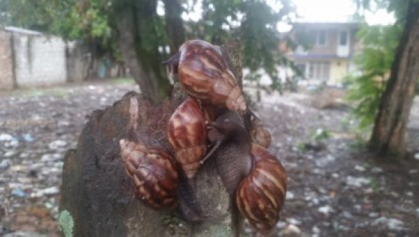 Atención la temporada de lluvias intensifica la proliferación del caracol africano