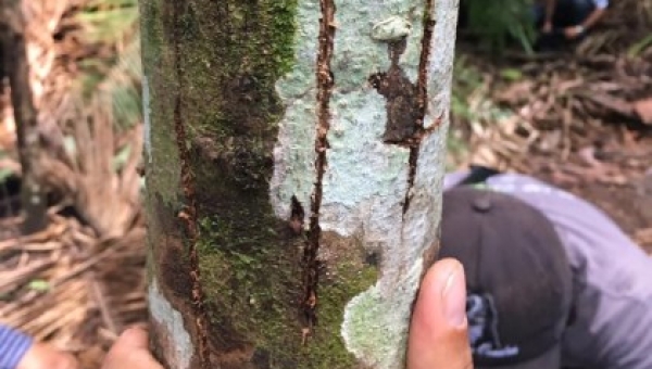 Experto internacional en Jaguares visitó zona de avistamiento en el norte Tolimense