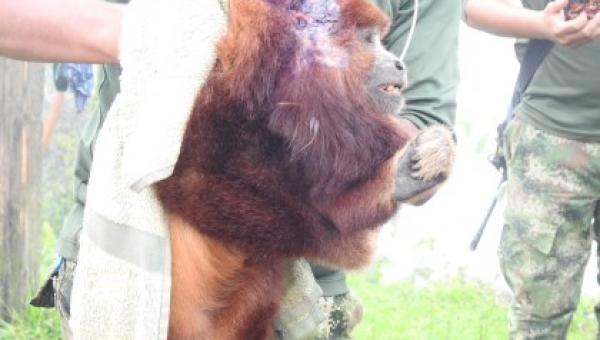 Mono aullador rescatado por el Ejército Nacional y Cortolima lucha por sobrevivir