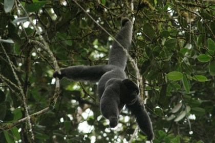Primer avistamiento del mico lagothrix lagotricha “Churuco” en el Tolima