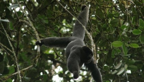 Primer avistamiento del mico lagothrix lagotricha “Churuco” en el Tolima