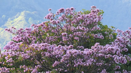 Ibagué se viste de colores gracias a los Ocobos