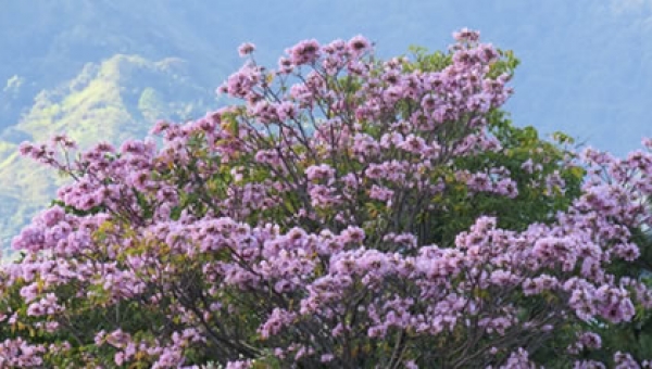 Ibagué se viste de colores gracias a los Ocobos
