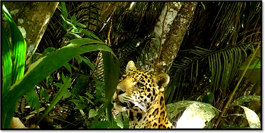 Primer avistamiento de Jaguar en el Tolima