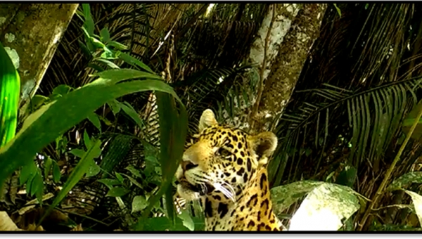 Primer avistamiento de Jaguar en el Tolima