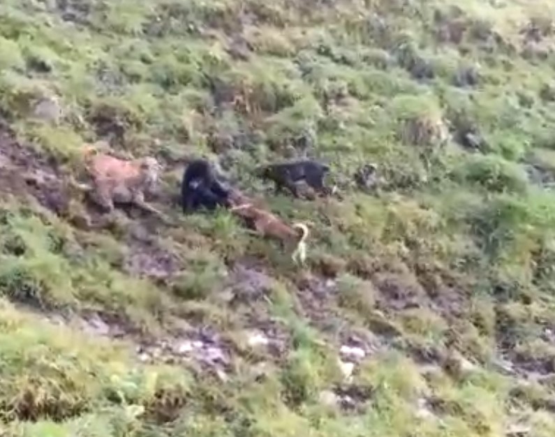 Cortolima hace seguimiento sobre avistamiento de oso de anteojos en corregimiento de Ibagué