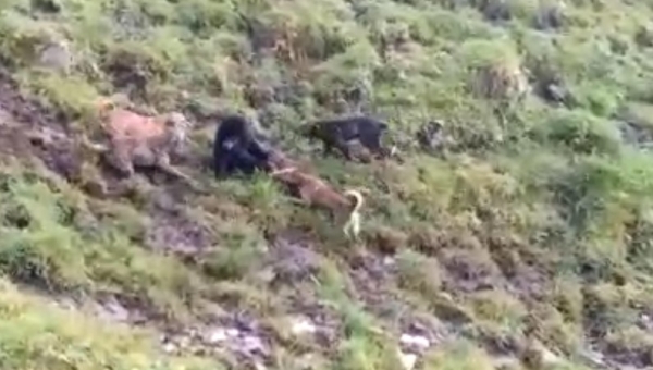 Cortolima hace seguimiento sobre avistamiento de oso de anteojos en corregimiento de Ibagué