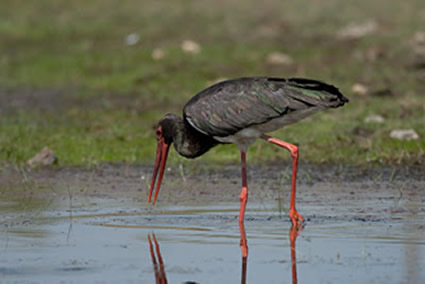 Garzas negras: Entre el equilibrio y la sobrepoblación