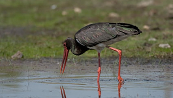 Garzas negras: Entre el equilibrio y la sobrepoblación
