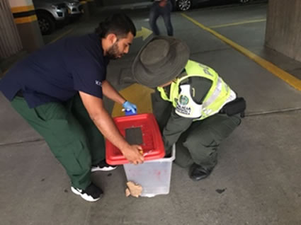 Individuos de fauna silvestre eran tenidos en pésimas condiciones en vivienda de Flandes