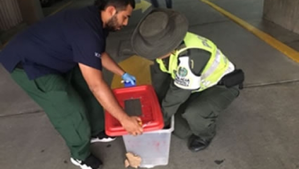 Individuos de fauna silvestre eran tenidos en pésimas condiciones en vivienda de Flandes