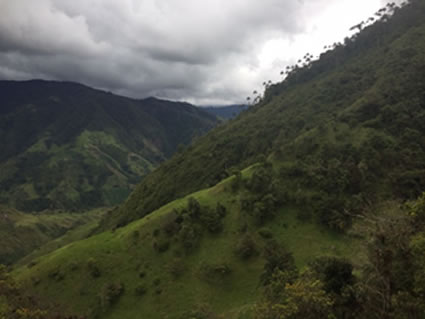 Cortolima sujeta con el proceso de declaratoria de área protegida de Palma de Cera en Tochecito