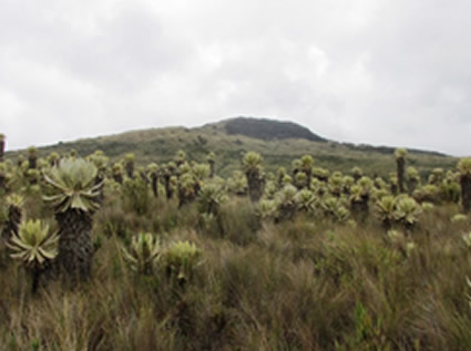 Clamor nacional por la defensa de recursos para conservación de páramos