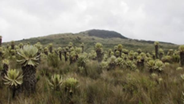 Clamor nacional por la defensa de recursos para conservación de páramos