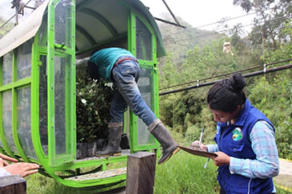 Más de 40 mil árboles se sembrarán en el Cañón del Combeima