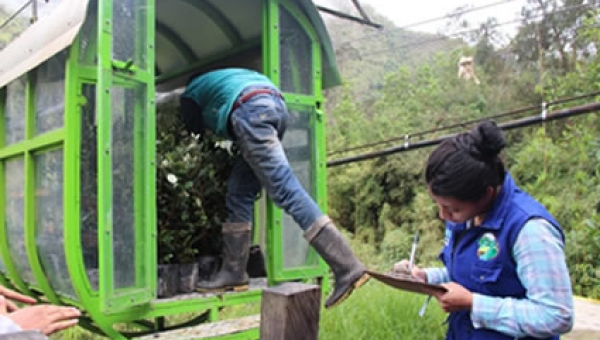Más de 40 mil árboles se sembrarán en el Cañón del Combeima