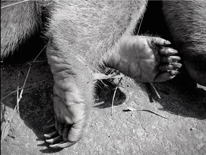 ¡Hasta cuando con la fauna silvestre del Tolima!