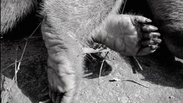 ¡Hasta cuando con la fauna silvestre del Tolima!