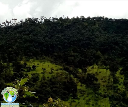 Porque proteger la Palma de Cera y las comunidades, es nuestra prioridad