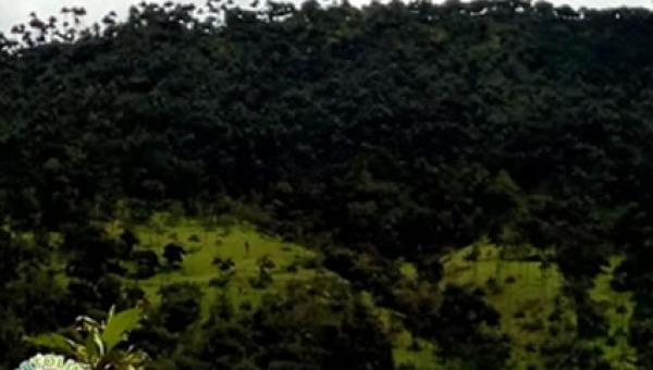 Porque proteger la Palma de Cera y las comunidades, es nuestra prioridad