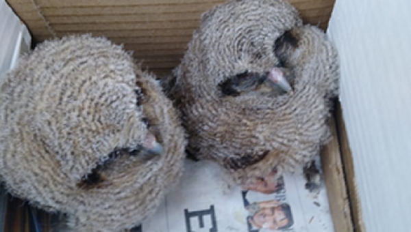 Compromiso ciudadano por la conservación de la fauna silvestre